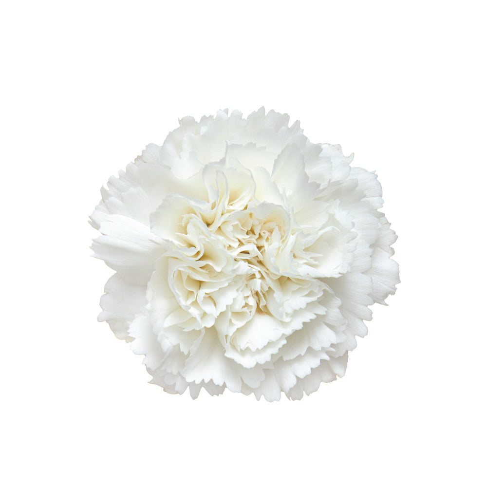 Carnations White • Asiri Blooms • Bulk Flowers