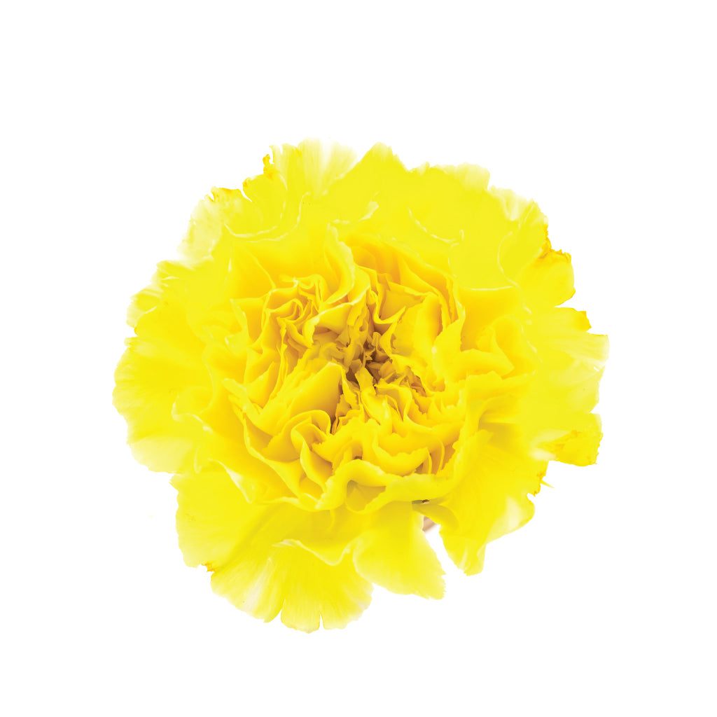 Carnations Yellow • Asiri Blooms