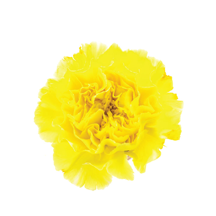 Mini Carnations Yellow • Asiri Blooms