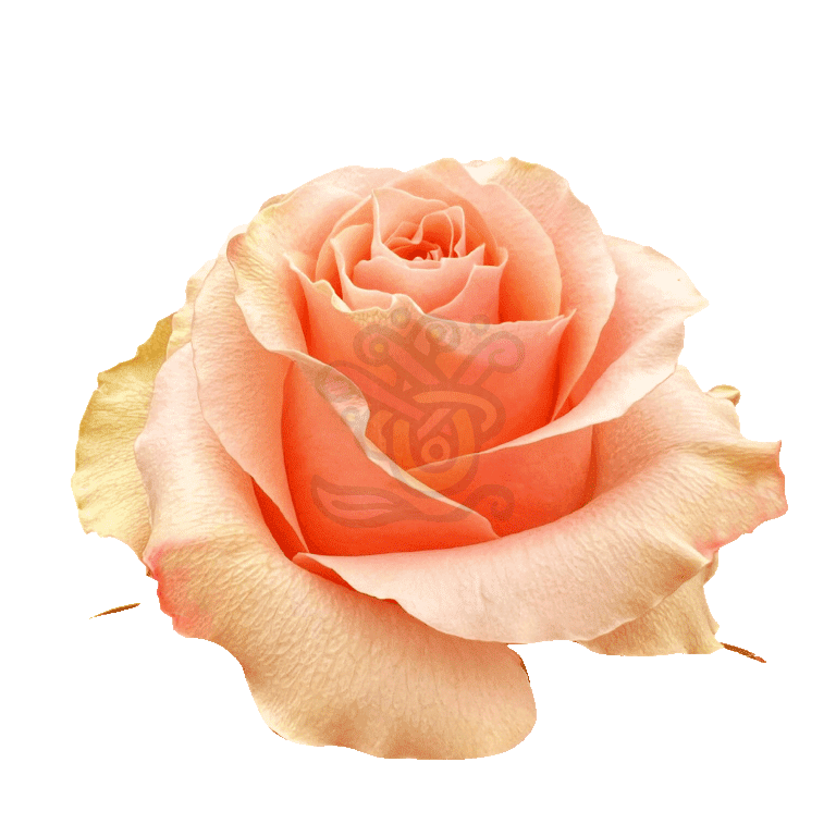 Carpe Diem Roses Peach 2