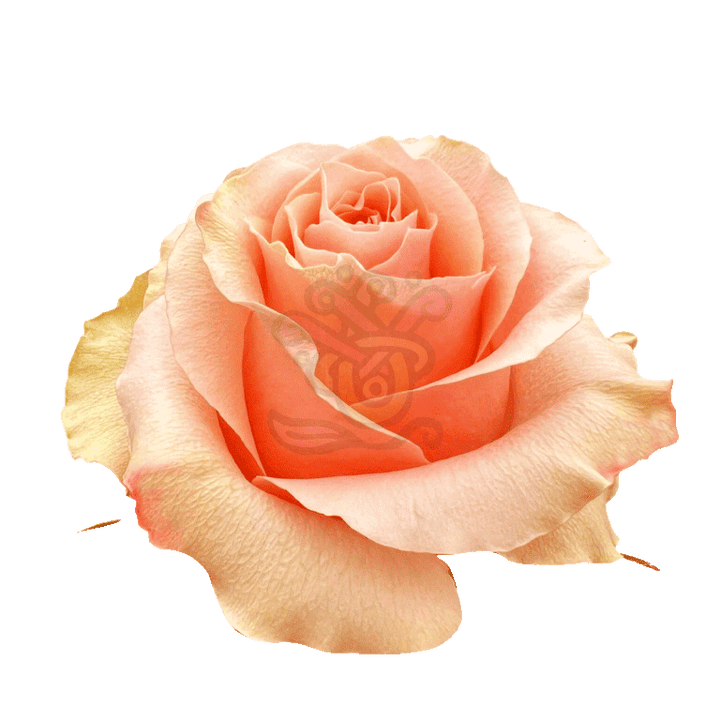Carpe Diem Roses Peach 2