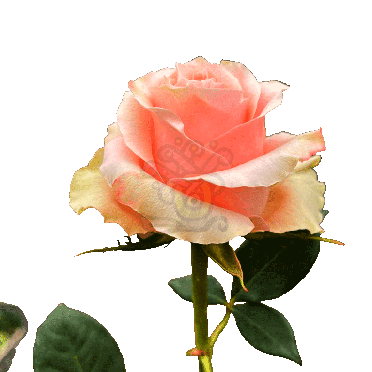 Carpe Diem Roses Peach 3