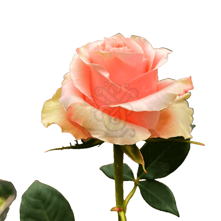 Carpe Diem Roses Peach 3