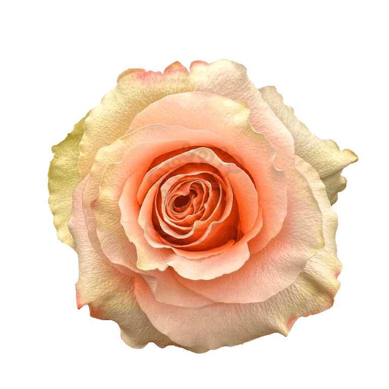 Carpe Diem Roses Peach