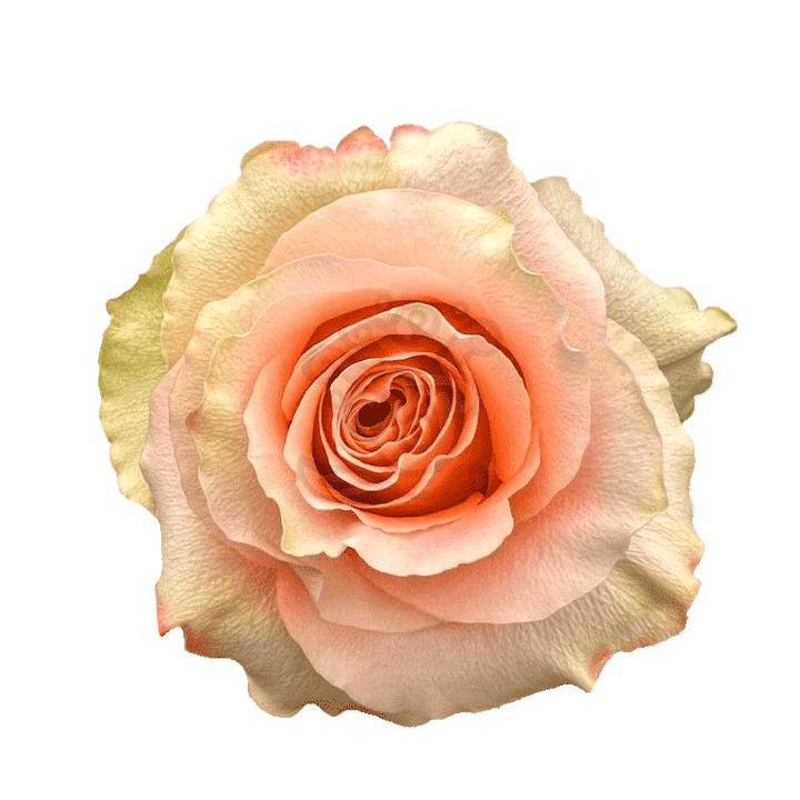 Carpe Diem Roses Peach