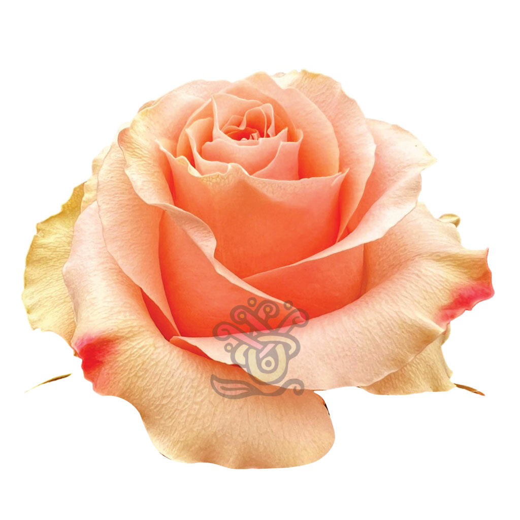 Carpe Diem Roses • Asiri Blooms