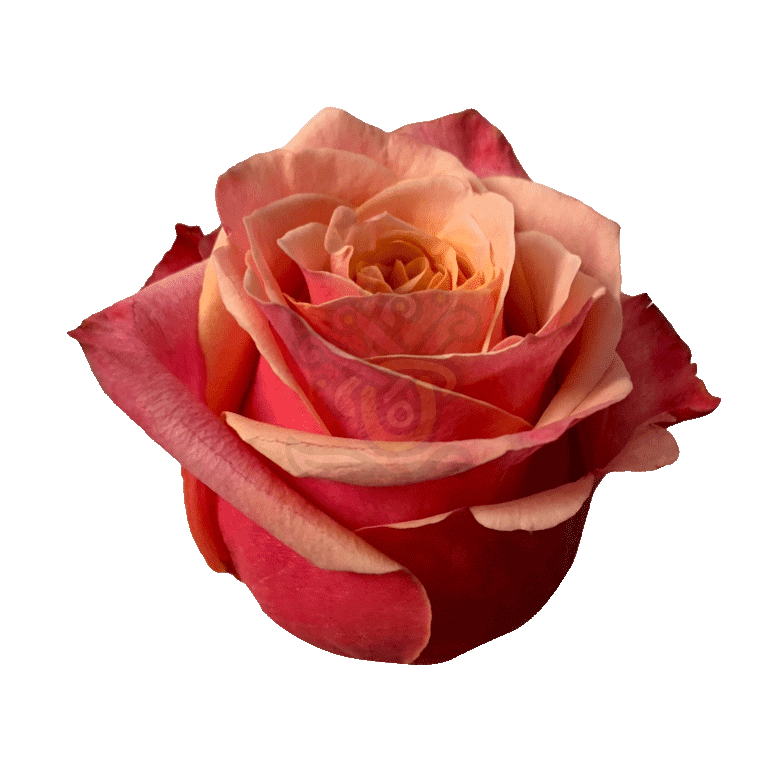 Cherry Brandy Roses Bicolored 2