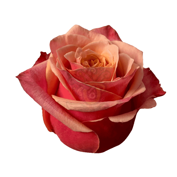 Cherry Brandy Roses Bicolored 2