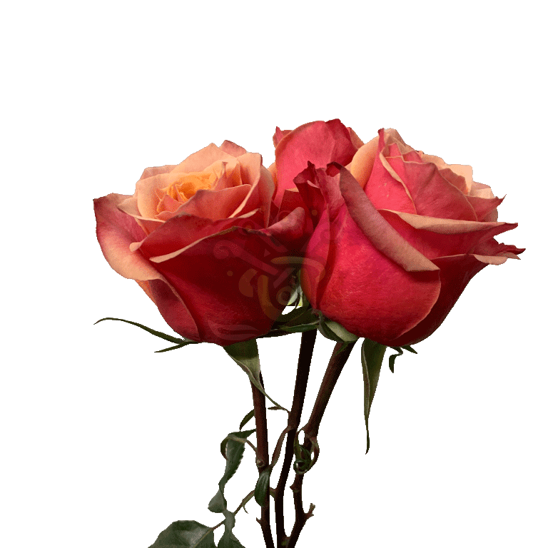 Cherry Brandy Roses Bicolored 3