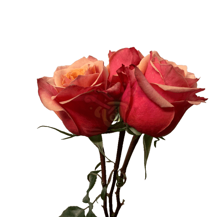 Cherry Brandy Roses Bicolored 3
