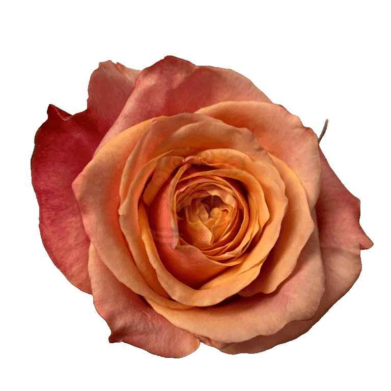 Cherry Brandy Roses Bicolored
