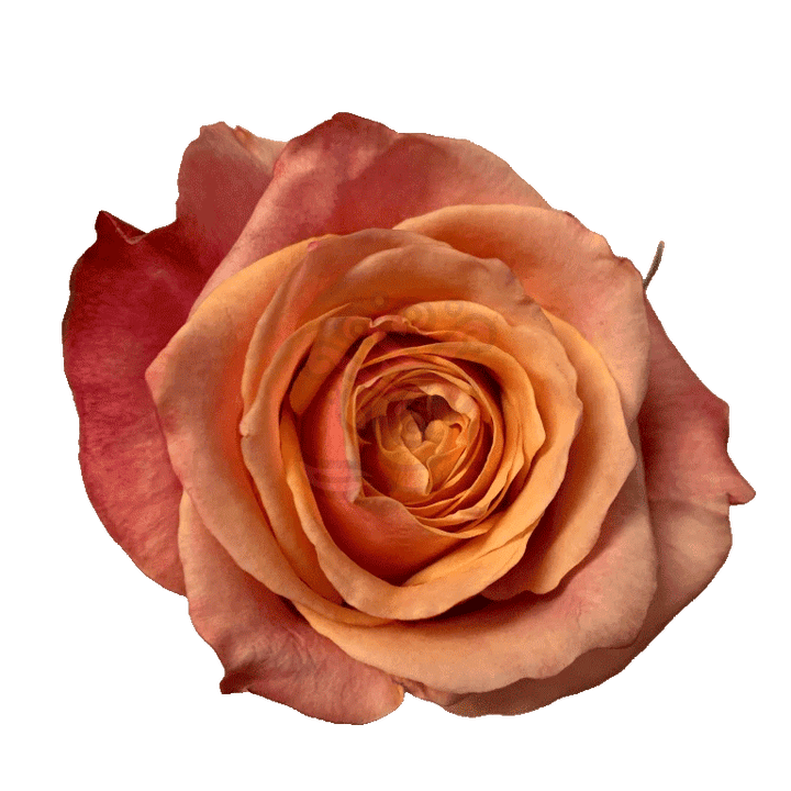 Cherry Brandy Roses Bicolored