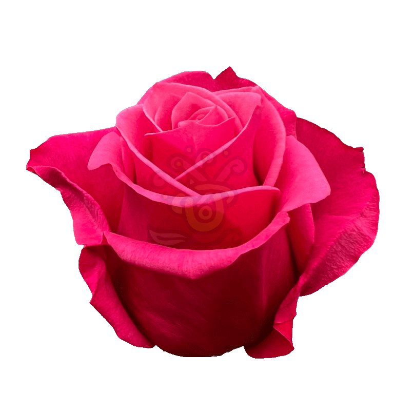Cherry O Roses Hot Pink 2