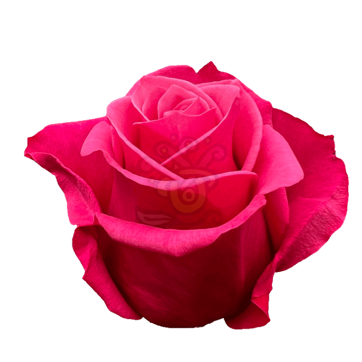 Cherry O Roses Hot Pink 2
