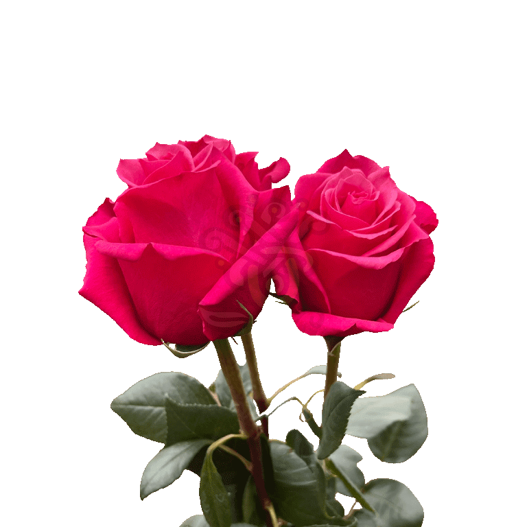 Cherry O Roses Hot Pink 3