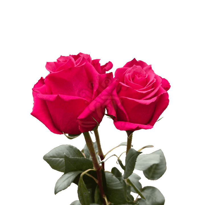 Cherry O Roses Hot Pink 3