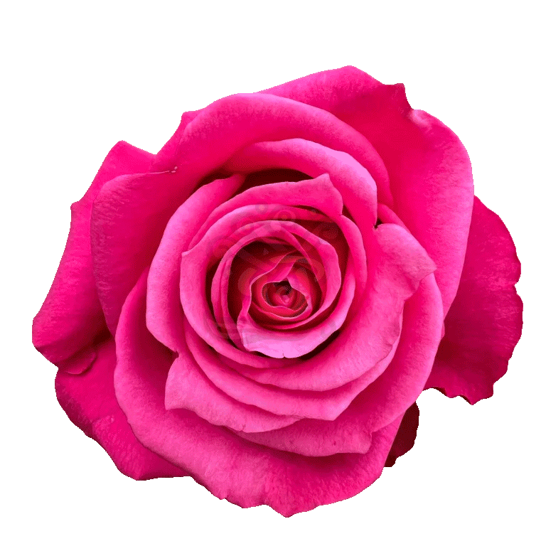 Cherry O Roses Hot Pink