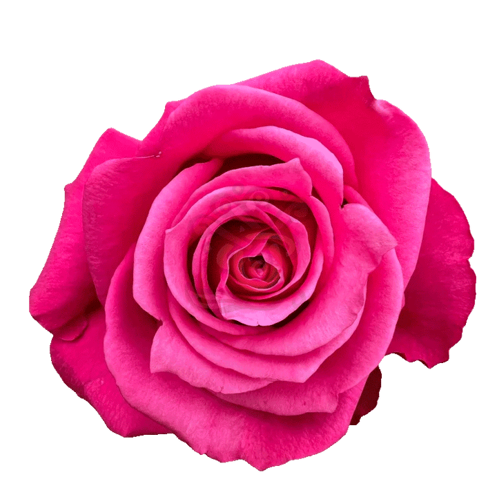 Cherry O Roses Hot Pink