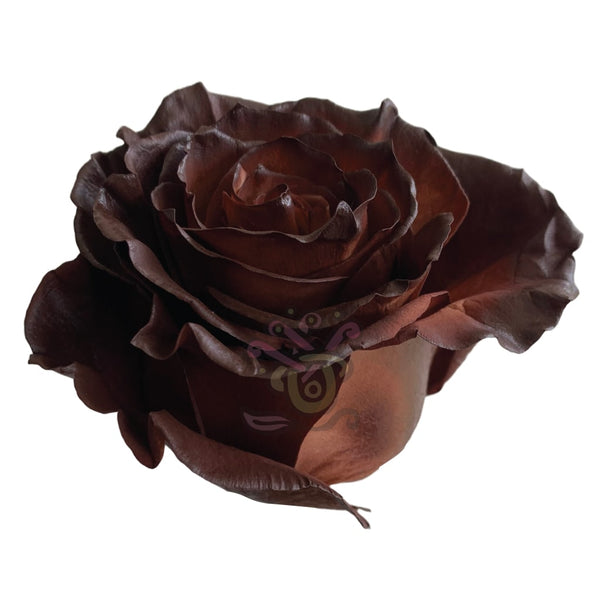 Chestnut Tinted Roses | Bulk Ecuadorian Roses | Asiri Blooms