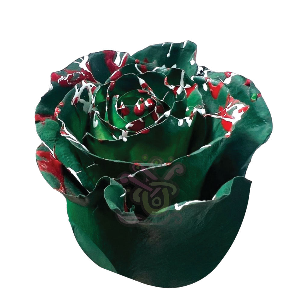 Christmas Confetti Tinted Roses • Asiri Blooms