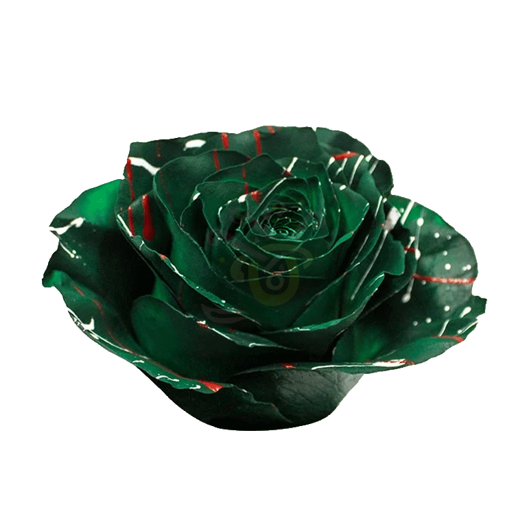 Christmas Confetti Green Tinted Roses