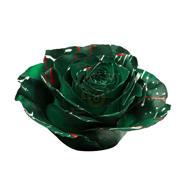 Christmas Confetti Green Tinted Roses