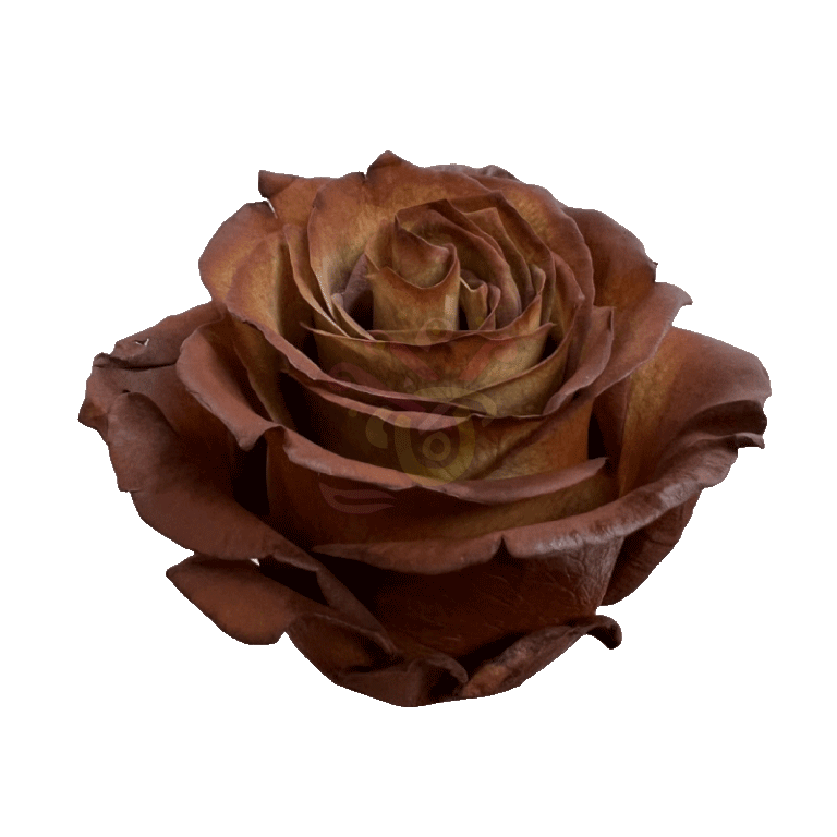 Cinnamon Tinted Roses 2