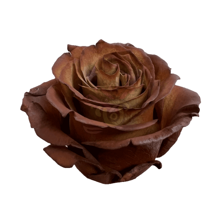 Cinnamon Tinted Roses 2