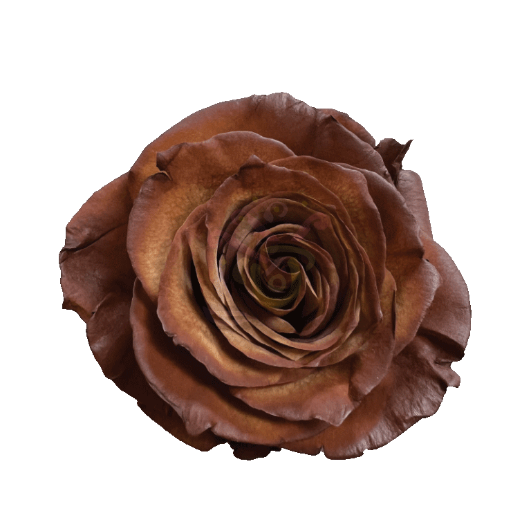 Cinnamon Tinted Roses