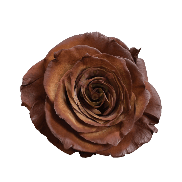 Cinnamon Tinted Roses