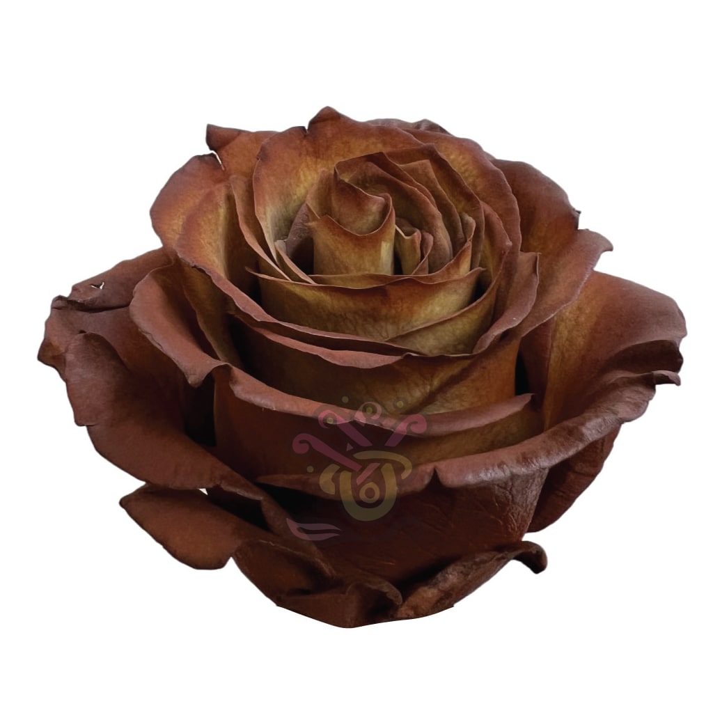Cinnamon Fall Tinted Roses • Asiri Blooms
