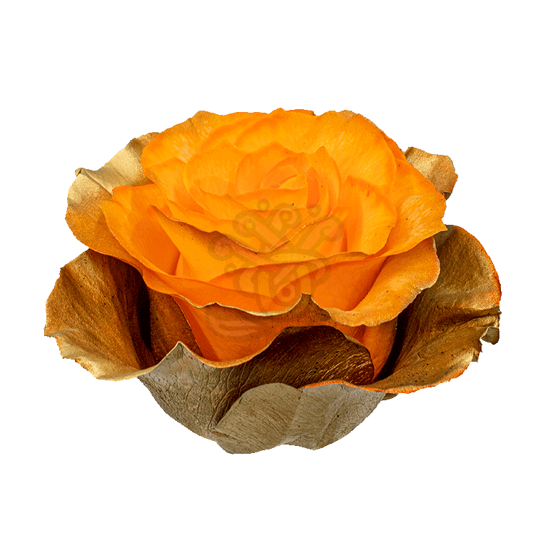 Citrus Gold Tinted Roses 2