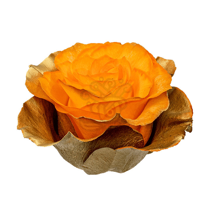 Citrus Gold Tinted Roses 2
