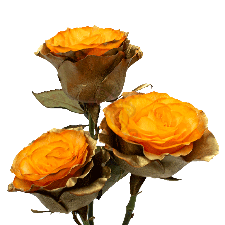 Citrus Gold Tinted Roses 3