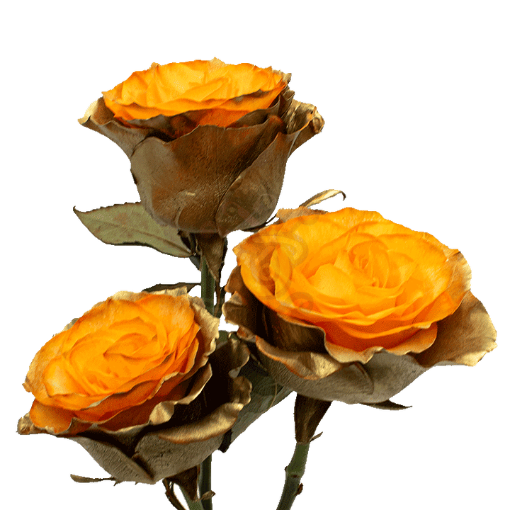 Citrus Gold Tinted Roses 3