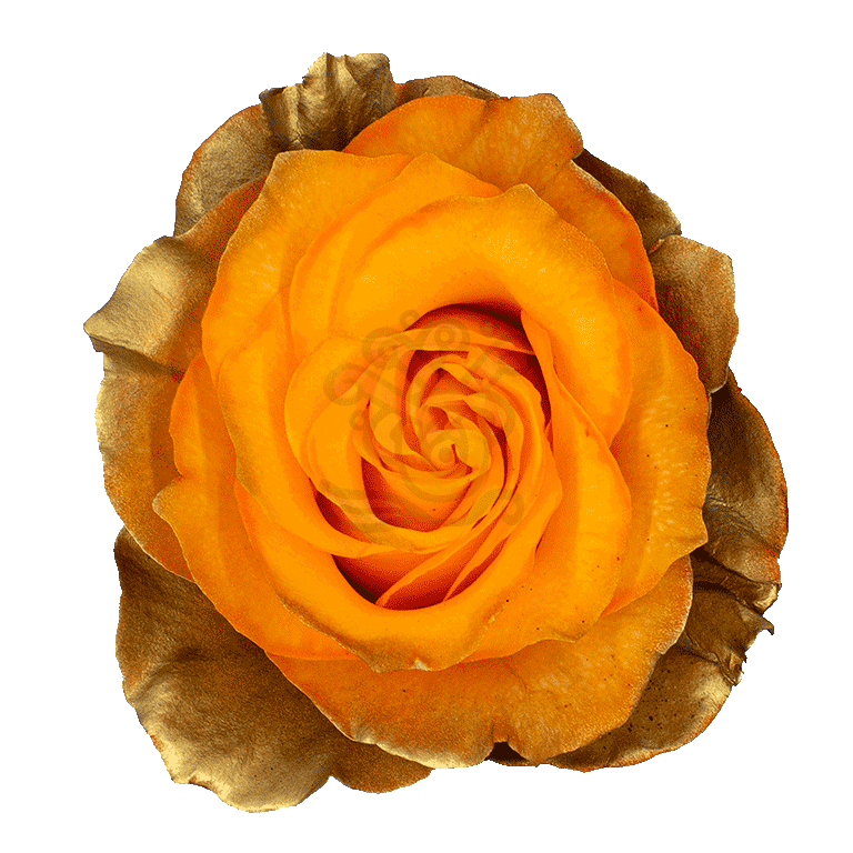Citrus Gold Tinted Roses