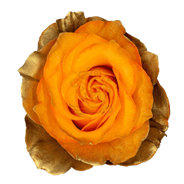 Citrus Gold Tinted Roses