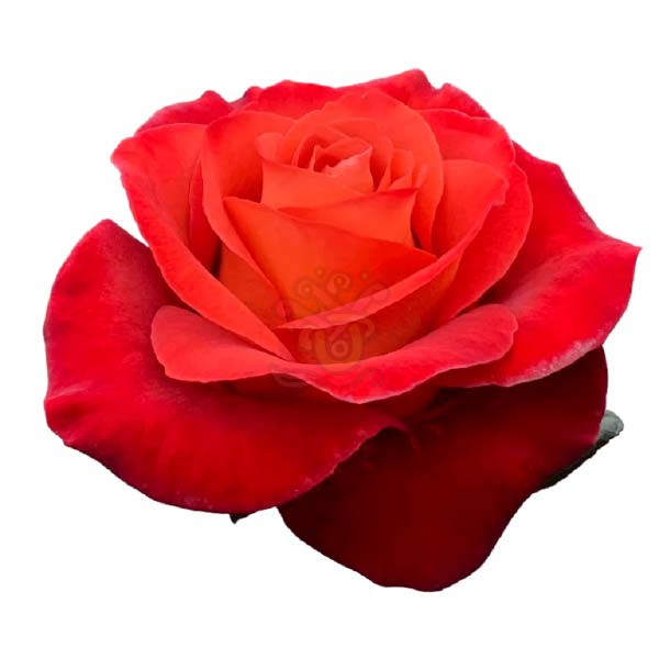 Coffee Break rose head in terracotta, grown in Ecuador by Asiri Blooms