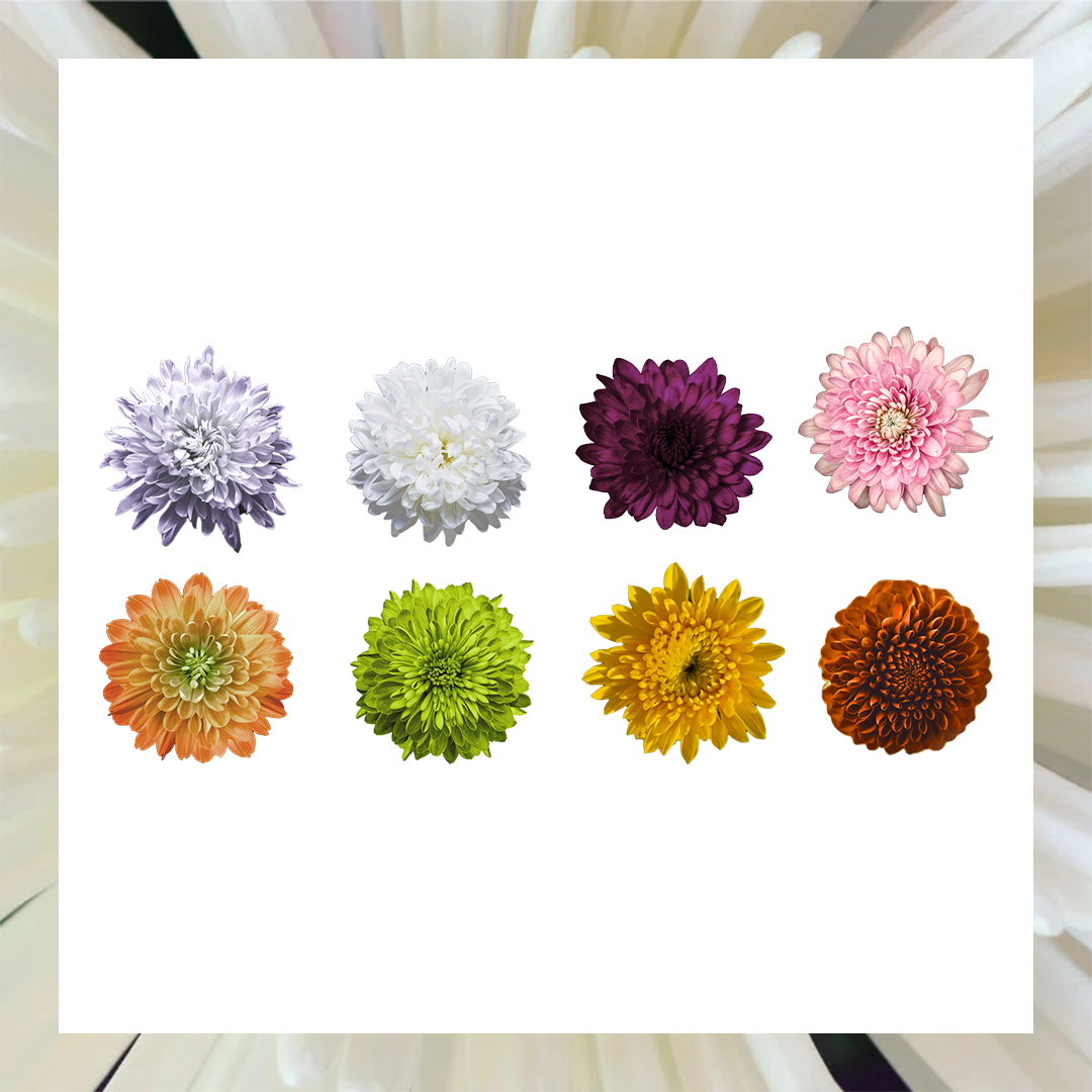 Grower Flower Box 9 • Asiri Blooms