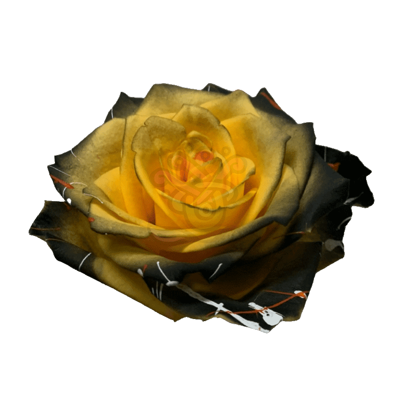 Confetti Halloween Yellow Tinted Roses 2