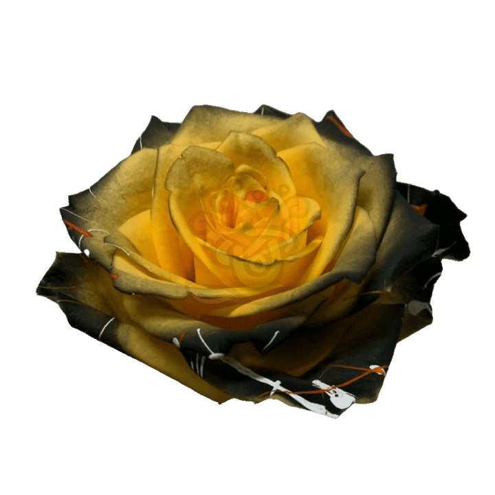 Confetti Halloween Yellow Tinted Roses 2