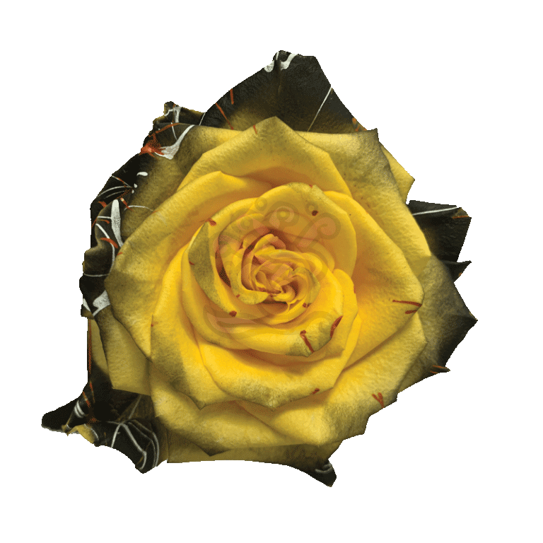 Confetti Halloween Yellow Tinted Roses