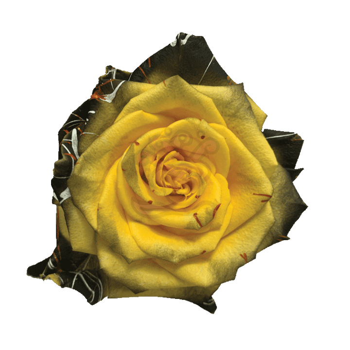 Confetti Halloween Yellow Tinted Roses