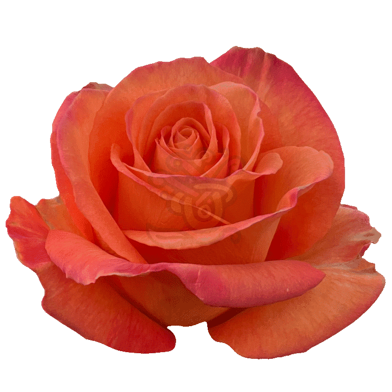 Confidential Roses Orange 2