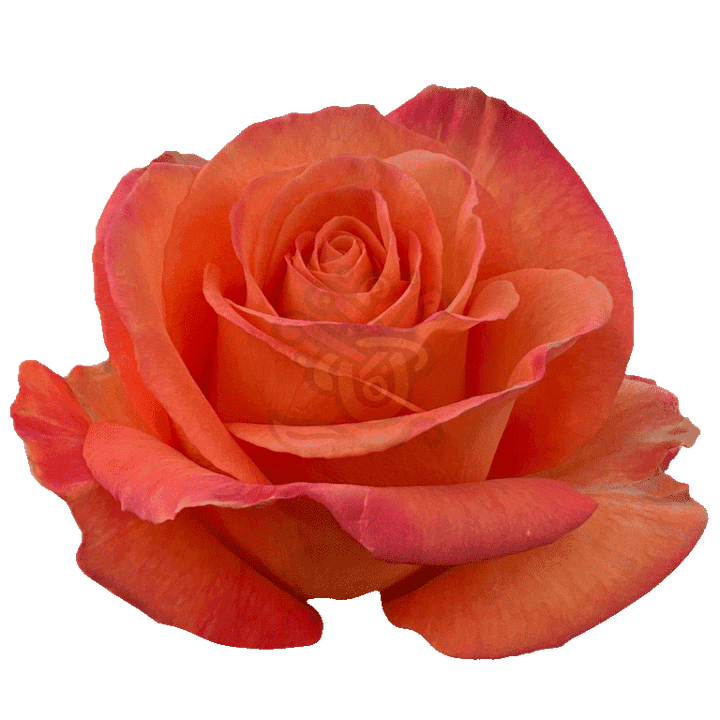Confidential Roses Orange 2