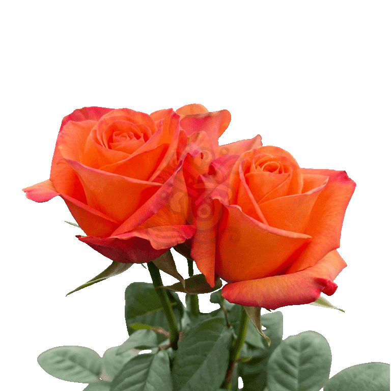 Confidential Roses Orange 3