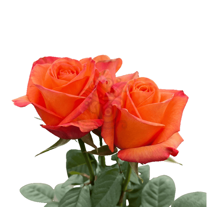 Confidential Roses Orange 3