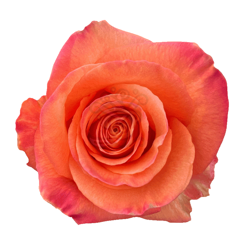 Confidential Roses Orange