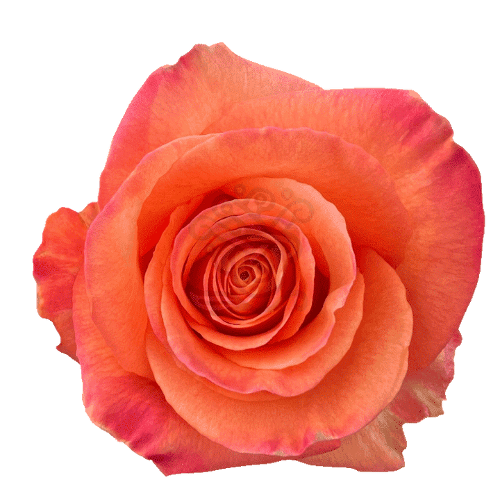 Confidential Roses Orange