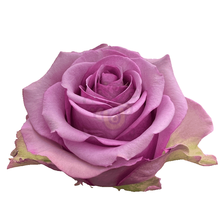 Cool Water Roses Lavender 2